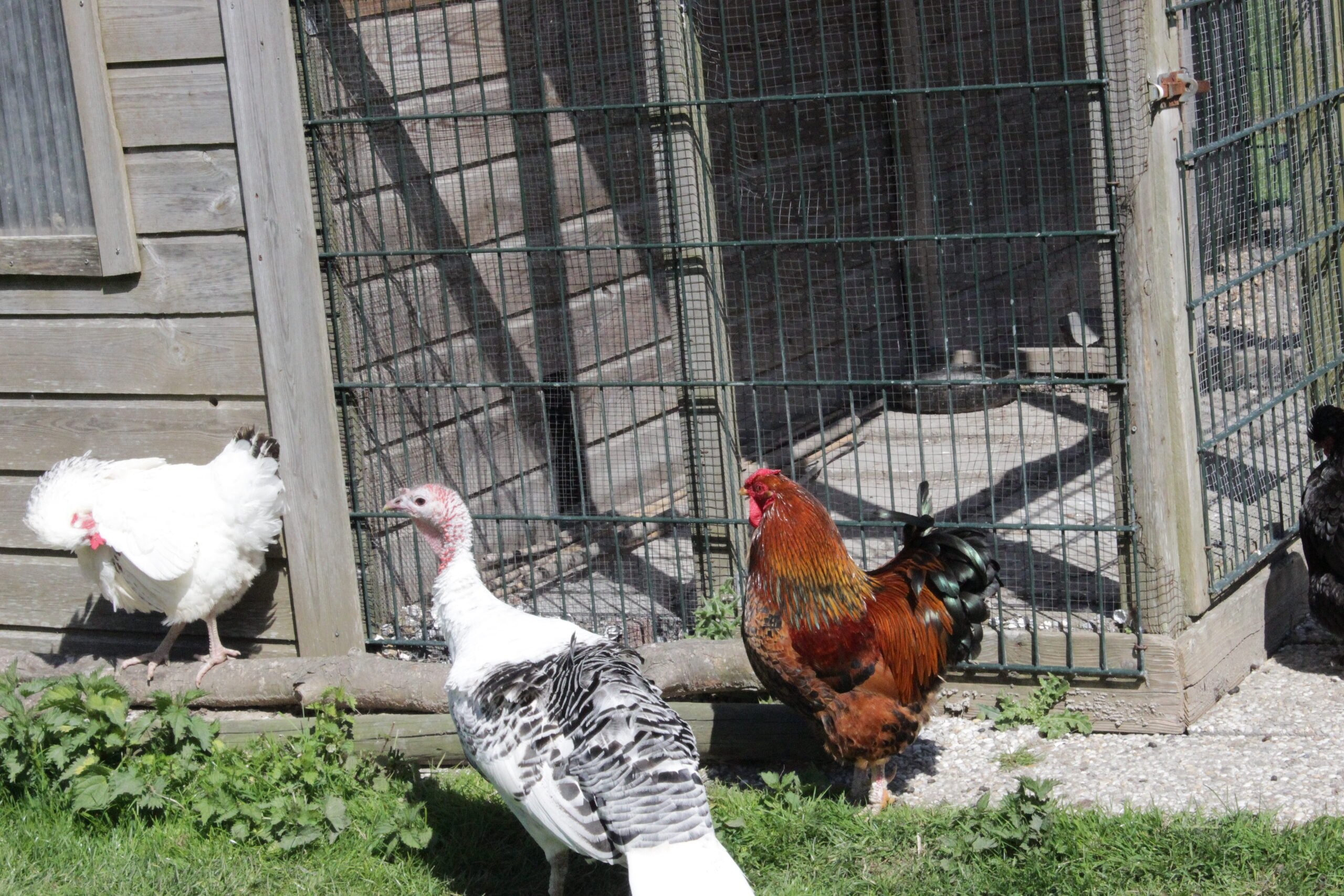 Dierenweide grootslag ijsselhof 3
