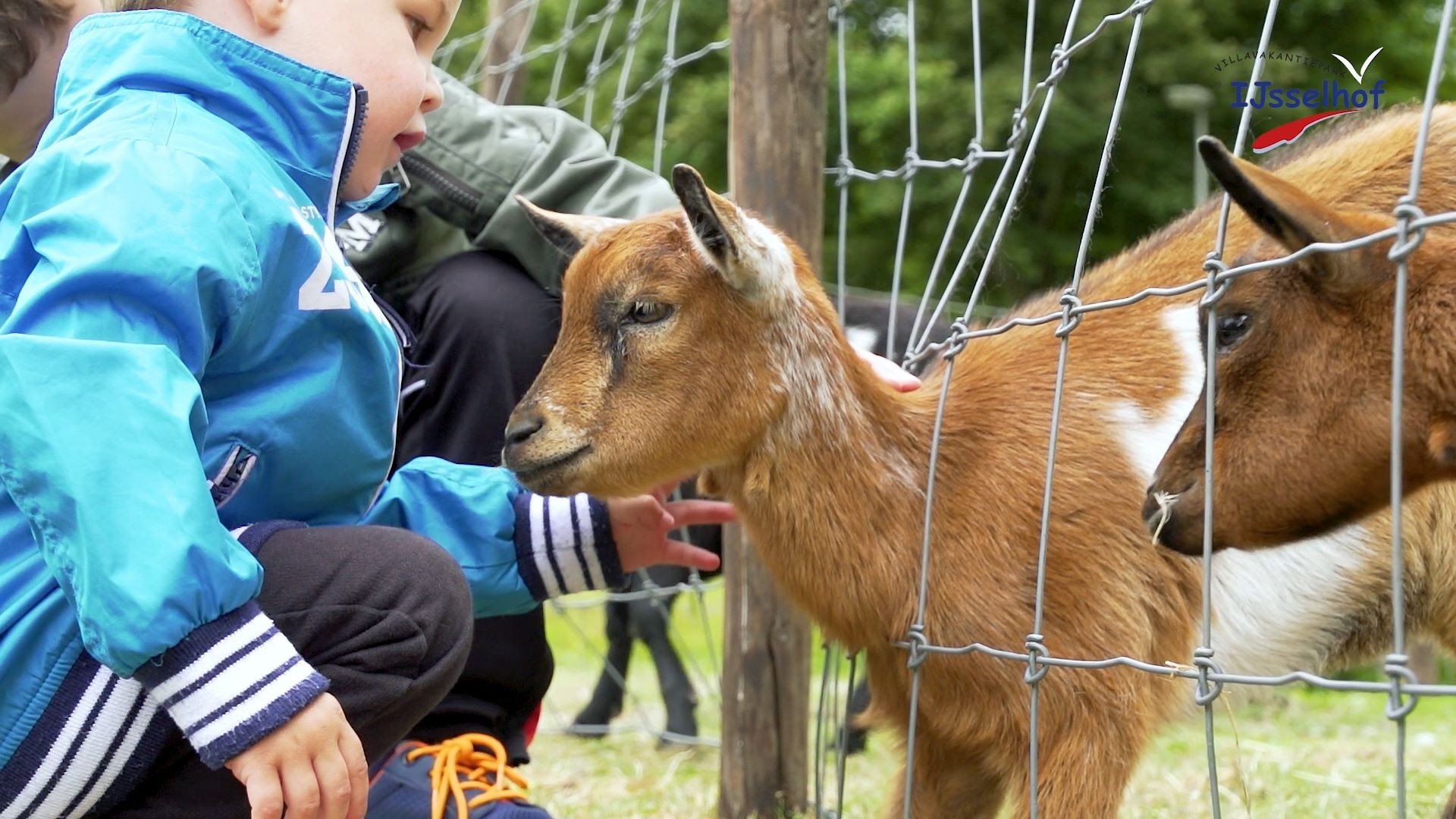 Ijsselhof kinderboerderij streichelzoo