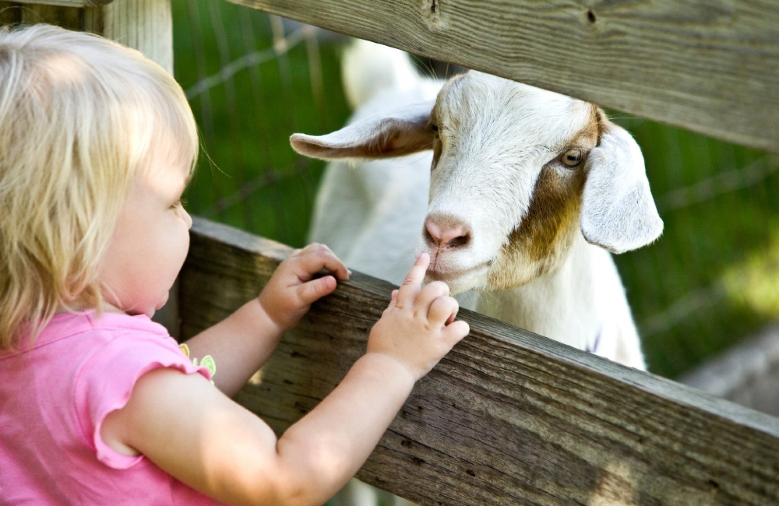 Kinderboerderij andijk