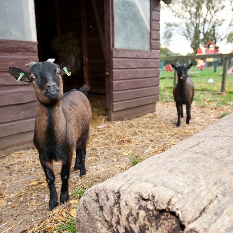 Kinderboerderij geiten