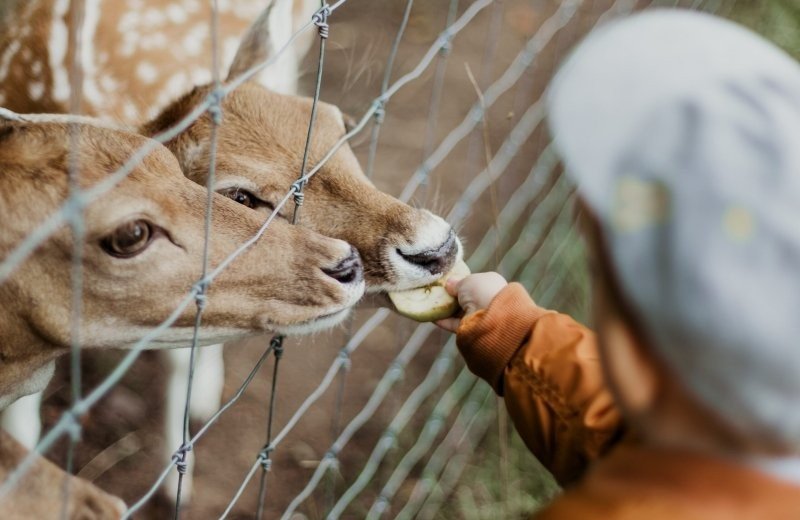 Kinderboerderij voeren