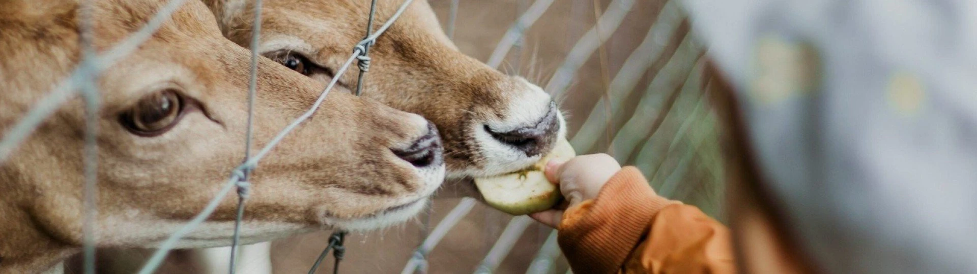 Vakantiepark met kinderboerderij