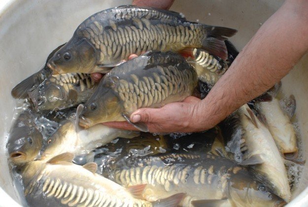 Visuitzet karper visvakantie andijk